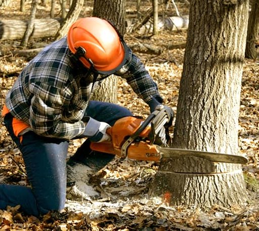 Tree Removal in Chesterfield, MA